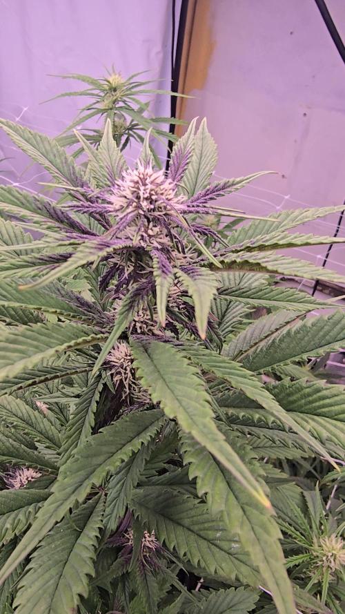 The old office. Week 2