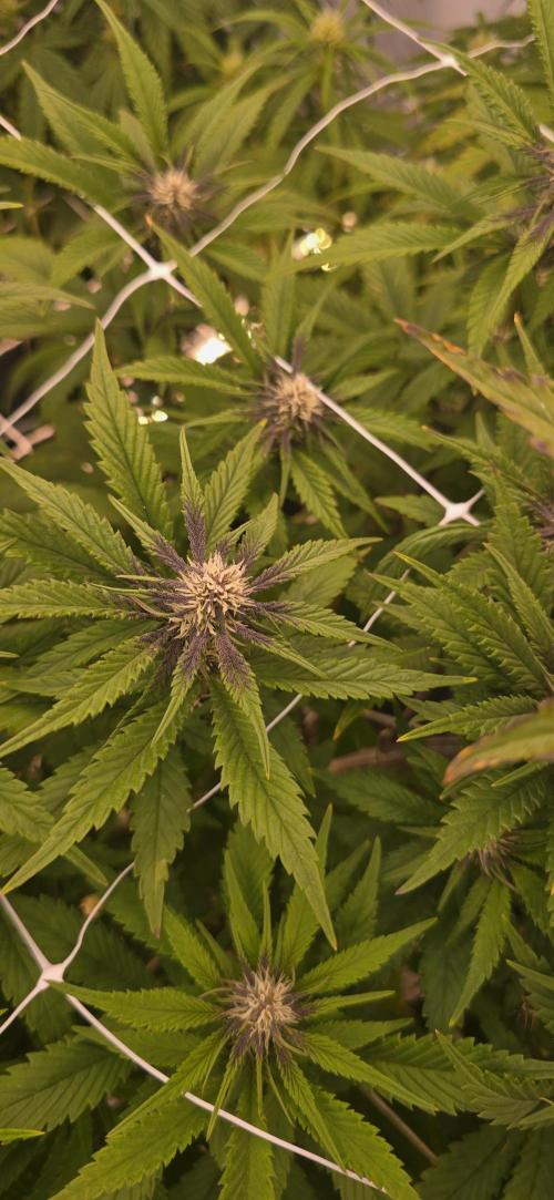 The old office. Week 2