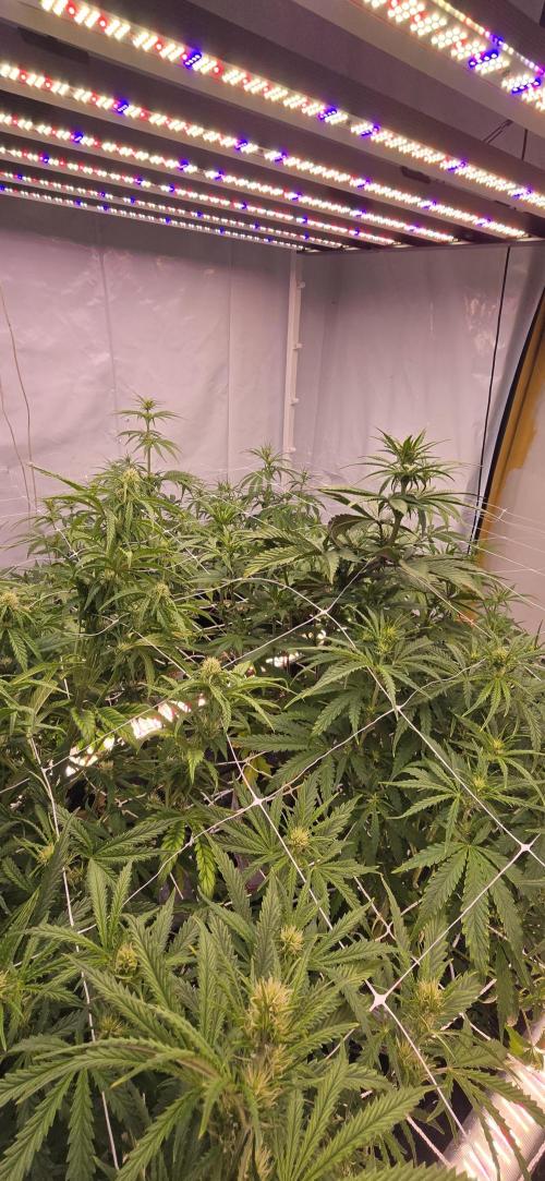 The old office. Week 2