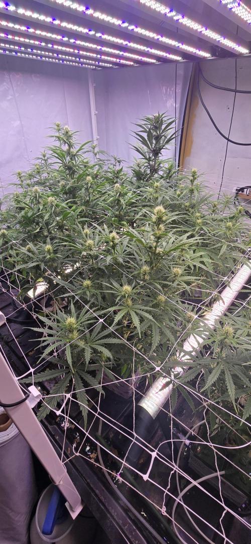 The old office. Week 2