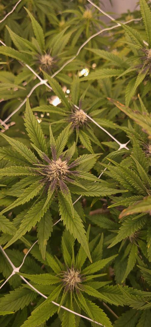 The old office. Week 2