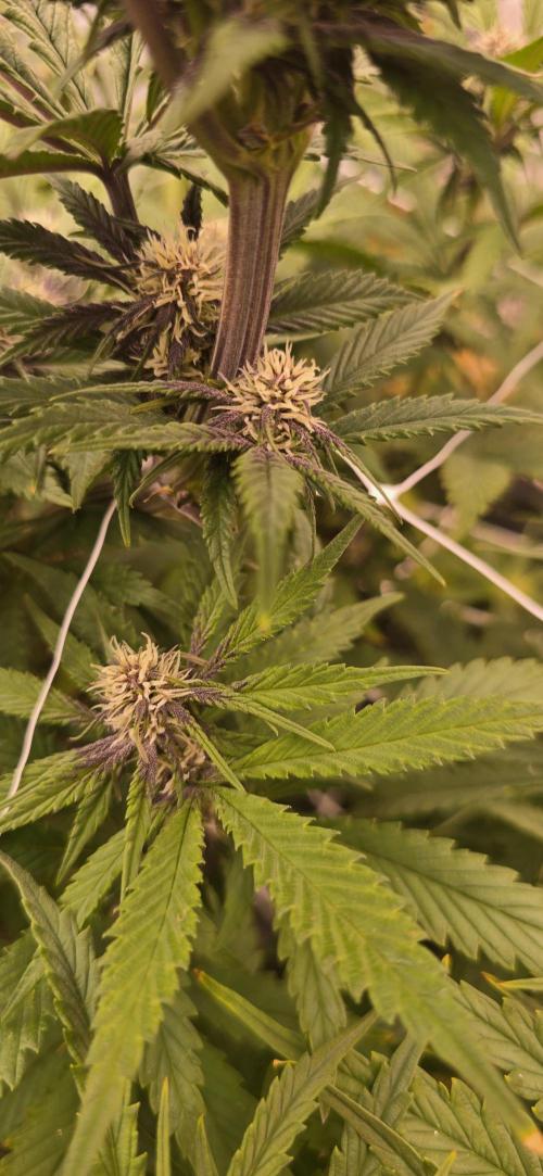 The old office. Week 2