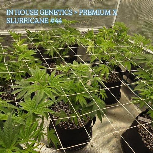 My first tent 4×4. Week 1