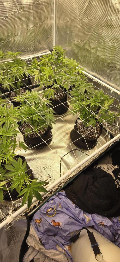 My first tent 4×4. Week 1