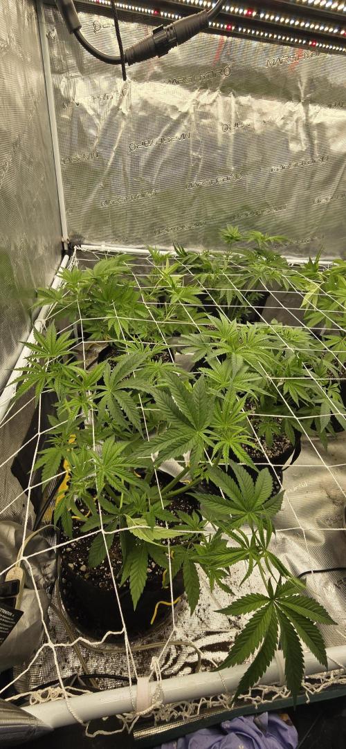 My first tent 4×4. Week 1