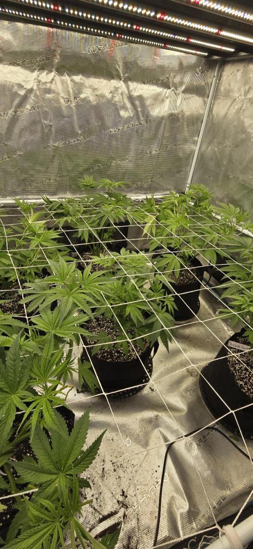 My first tent 4×4. Week 1