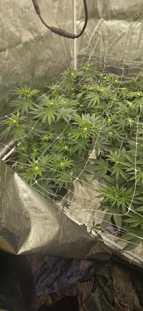 My first tent 4×4. Week 2