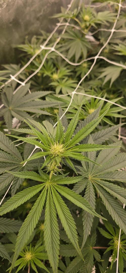 My first tent 4×4. Week 2