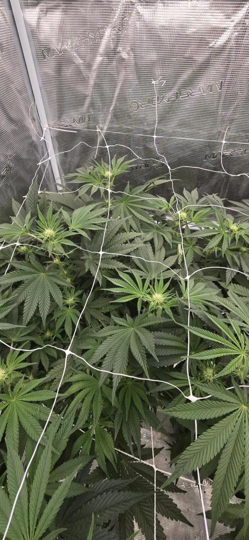 My first tent 4×4. Week 2