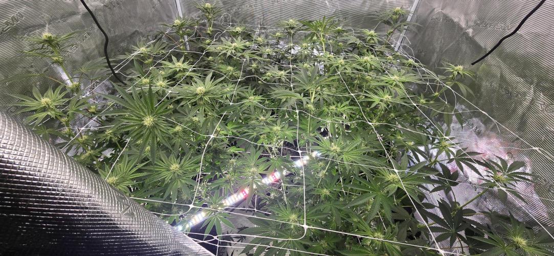 My first tent 4×4. Week 3