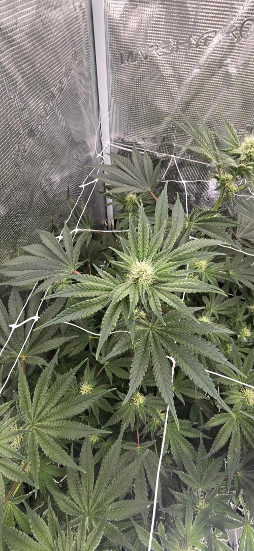 My first tent 4×4. Week 3