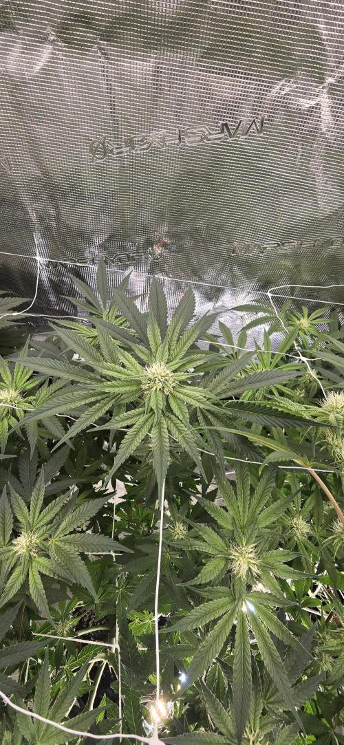 My first tent 4×4. Week 3