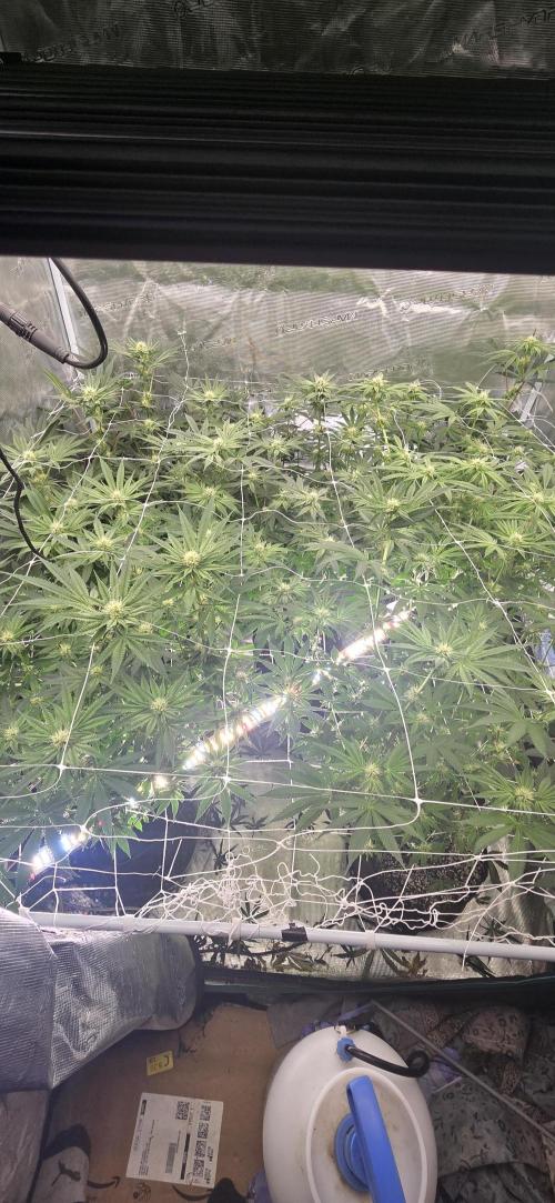 My first tent 4×4. Week 4