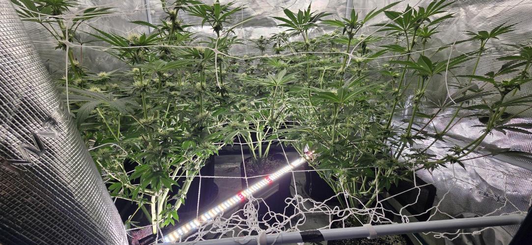 My first tent 4×4. Week 4