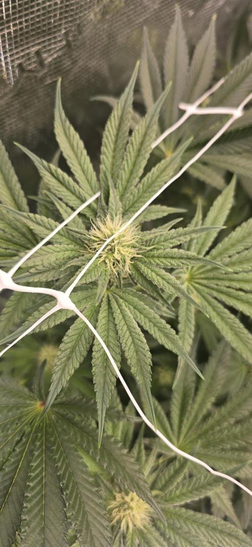 My first tent 4×4. Week 4