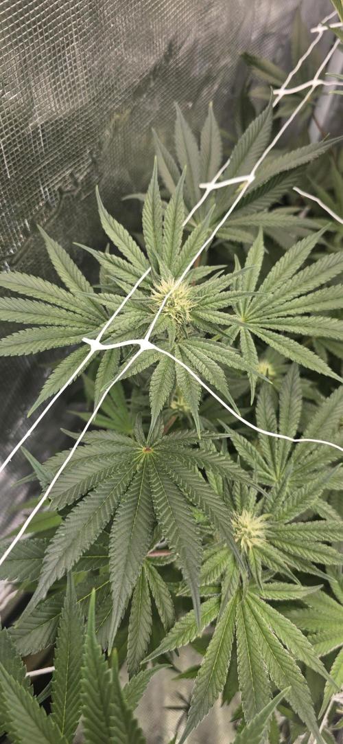 My first tent 4×4. Week 4