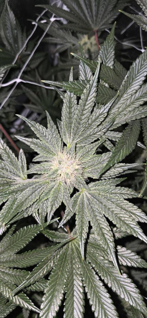 My first tent 4×4. Week 5