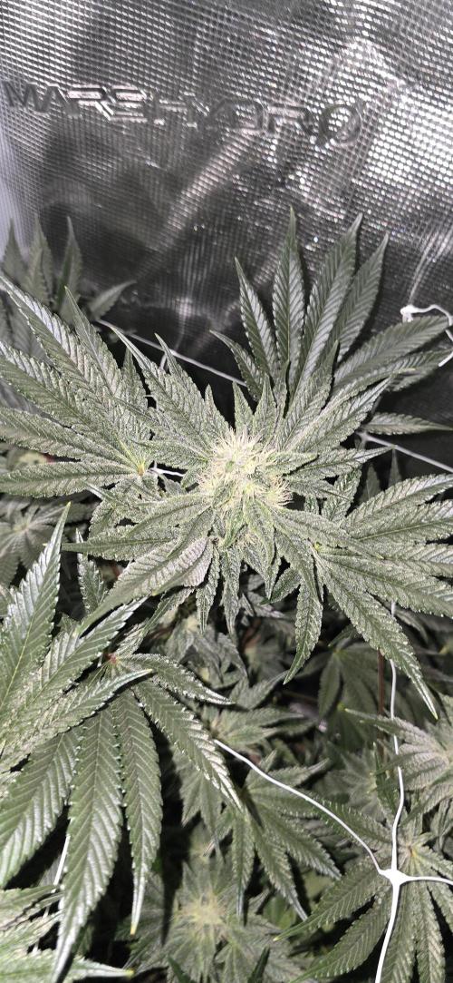 My first tent 4×4. Week 5