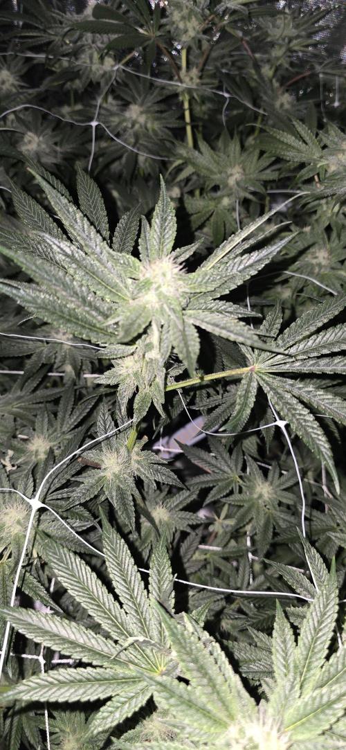 My first tent 4×4. Week 5
