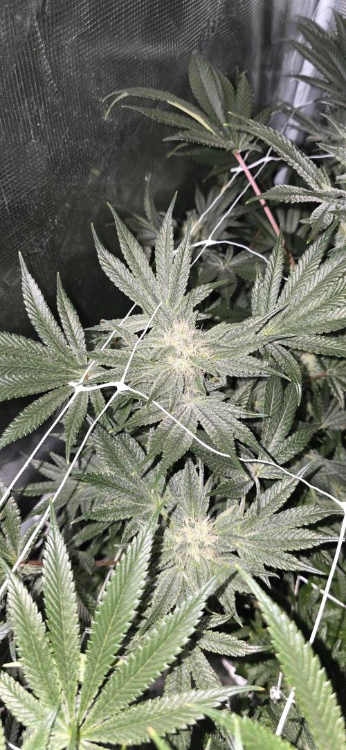 My first tent 4×4. Week 5