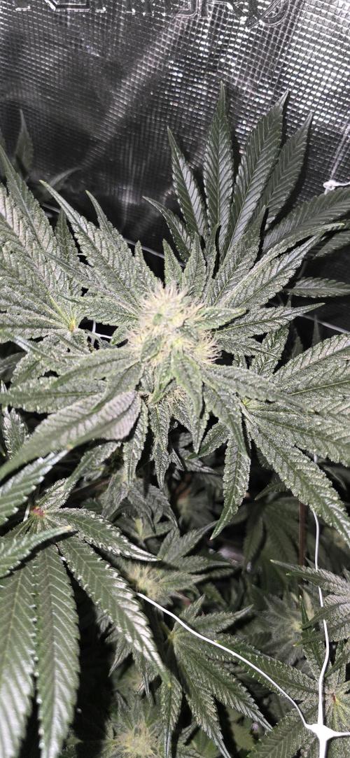 My first tent 4×4. Week 5