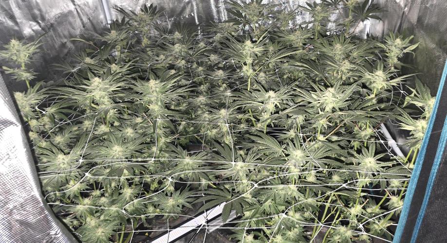 My first tent 4×4. Week 5