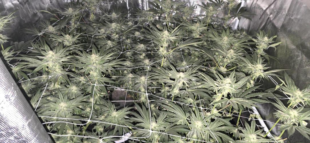 My first tent 4×4. Week 5
