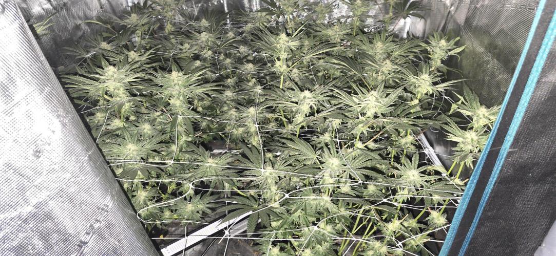 My first tent 4×4. Week 5