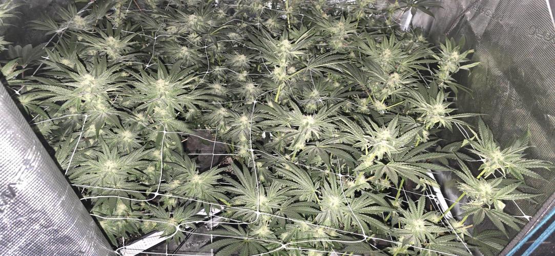 My first tent 4×4. Week 5
