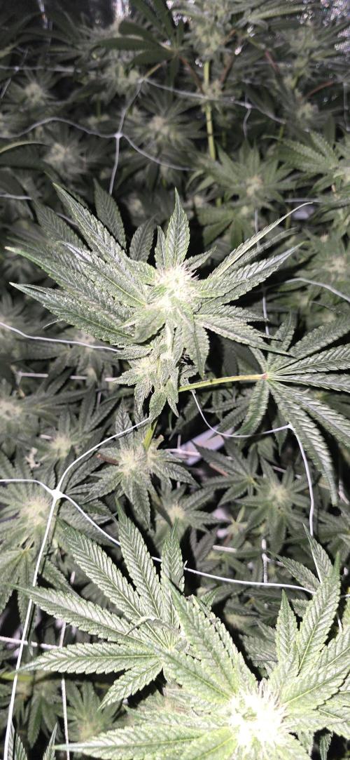 My first tent 4×4. Week 6