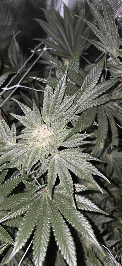 My first tent 4×4. Week 6