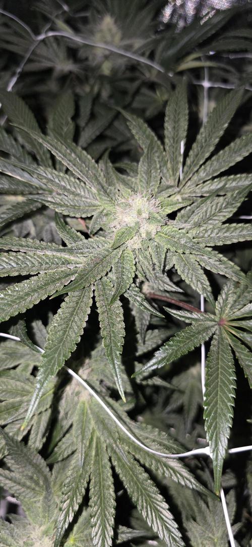 My first tent 4×4. Week 6