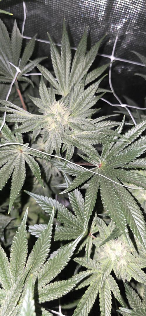 My first tent 4×4. Week 6