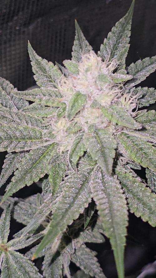 My first tent 4×4. Week 7