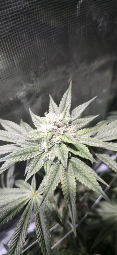 My first tent 4×4. Week 7