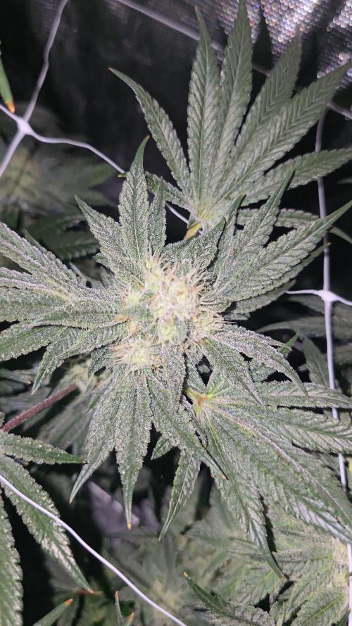 My first tent 4×4. Week 7