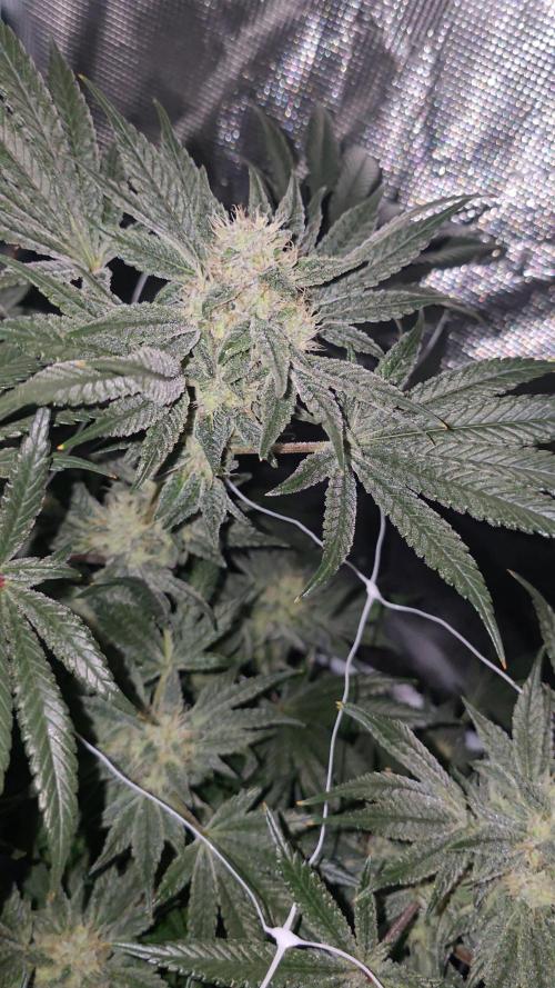 My first tent 4×4. Week 7