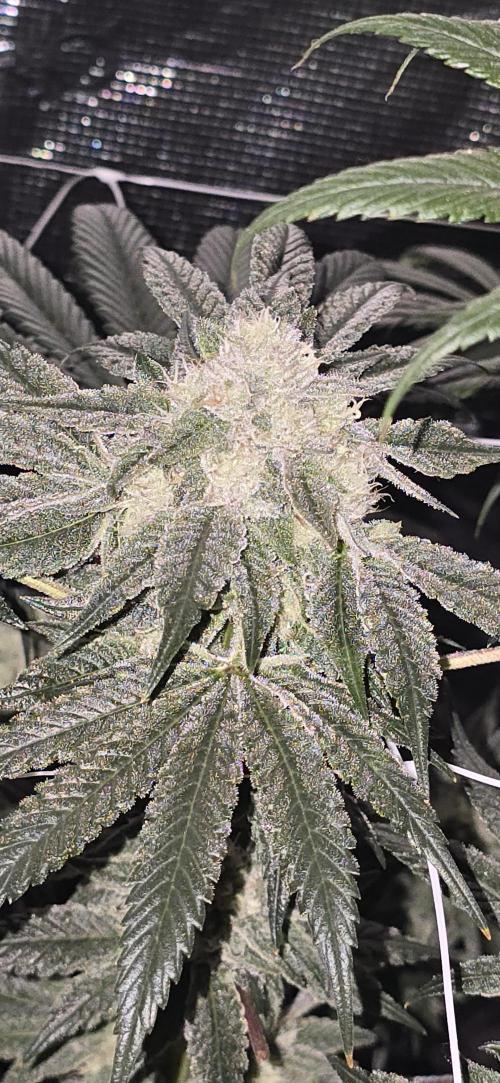 My first tent 4×4. Week 7