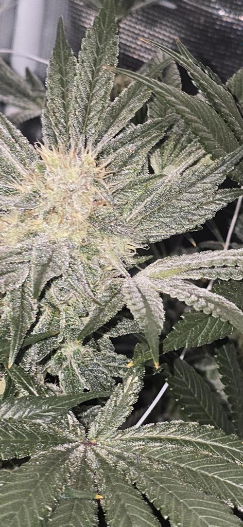 My first tent 4×4. Week 7