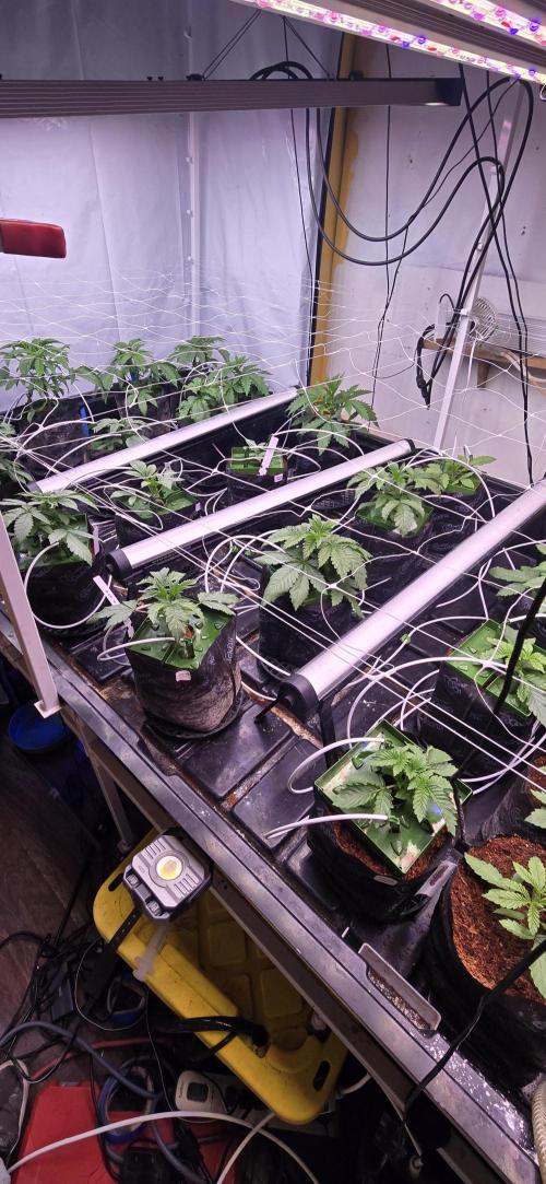 Candy & Gas. Week 1