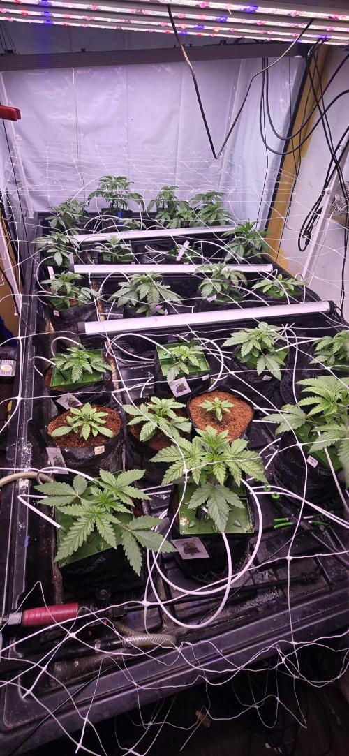 Candy & Gas. Week 1