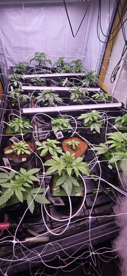 Candy & Gas. Week 1
