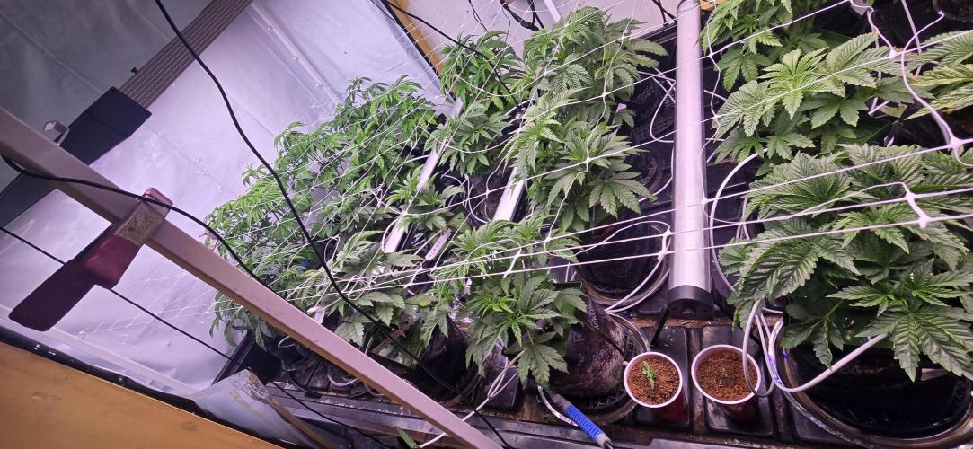 Candy & Gas. Week 2