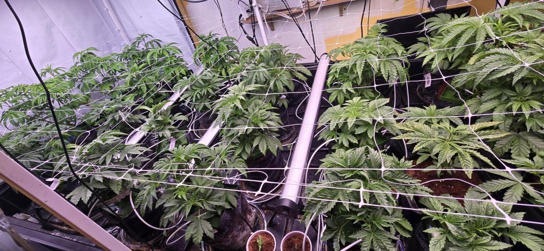 Candy & Gas. Week 2