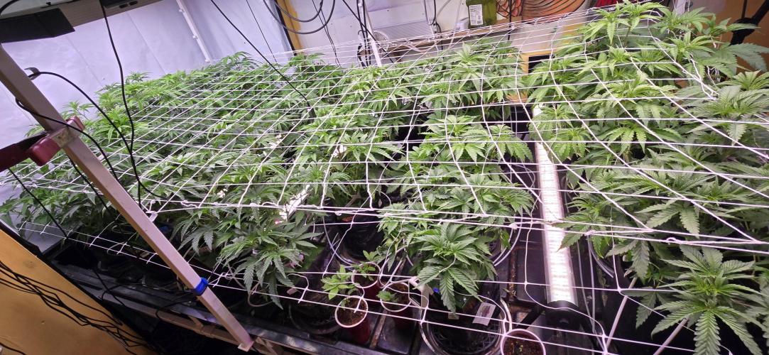 Candy & Gas. Week 3
