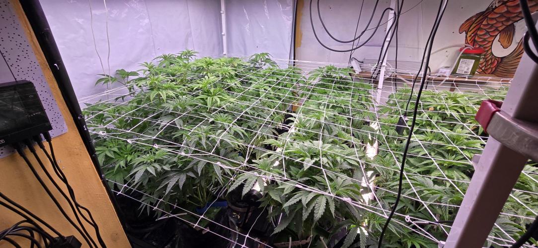Candy & Gas. Week 3