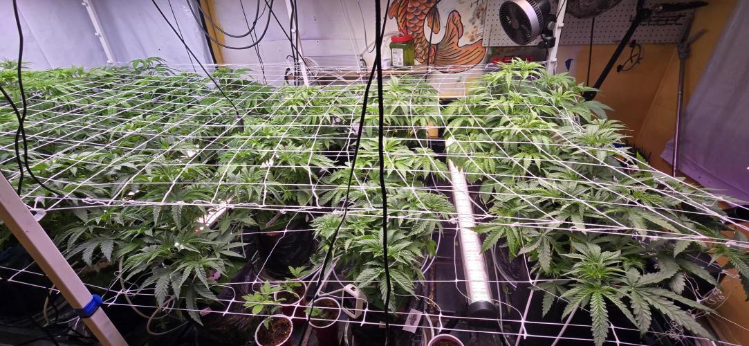 Candy & Gas. Week 3