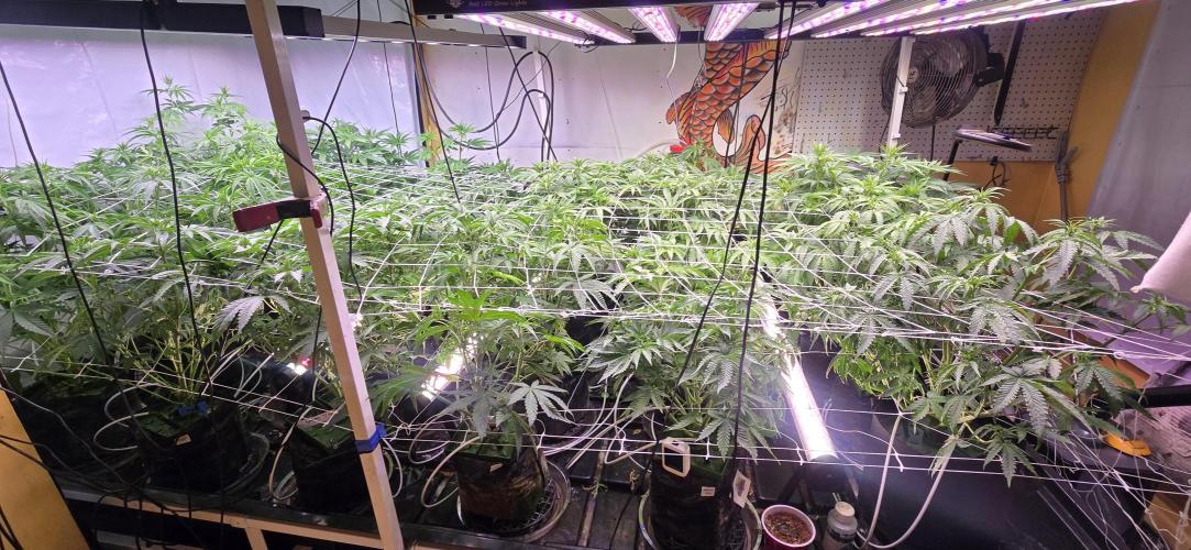 Candy & Gas. Week 4