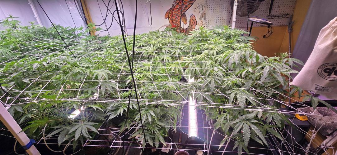 Candy & Gas. Week 4