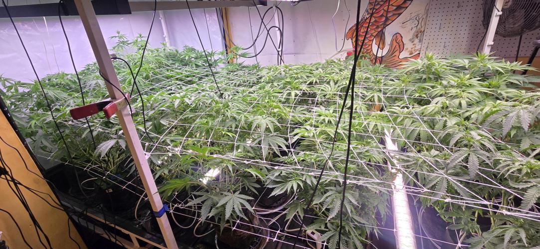 Candy & Gas. Week 4